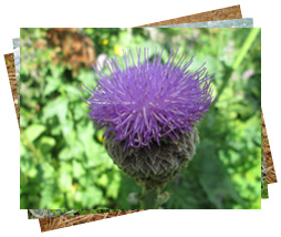 ���������� ��������-���������