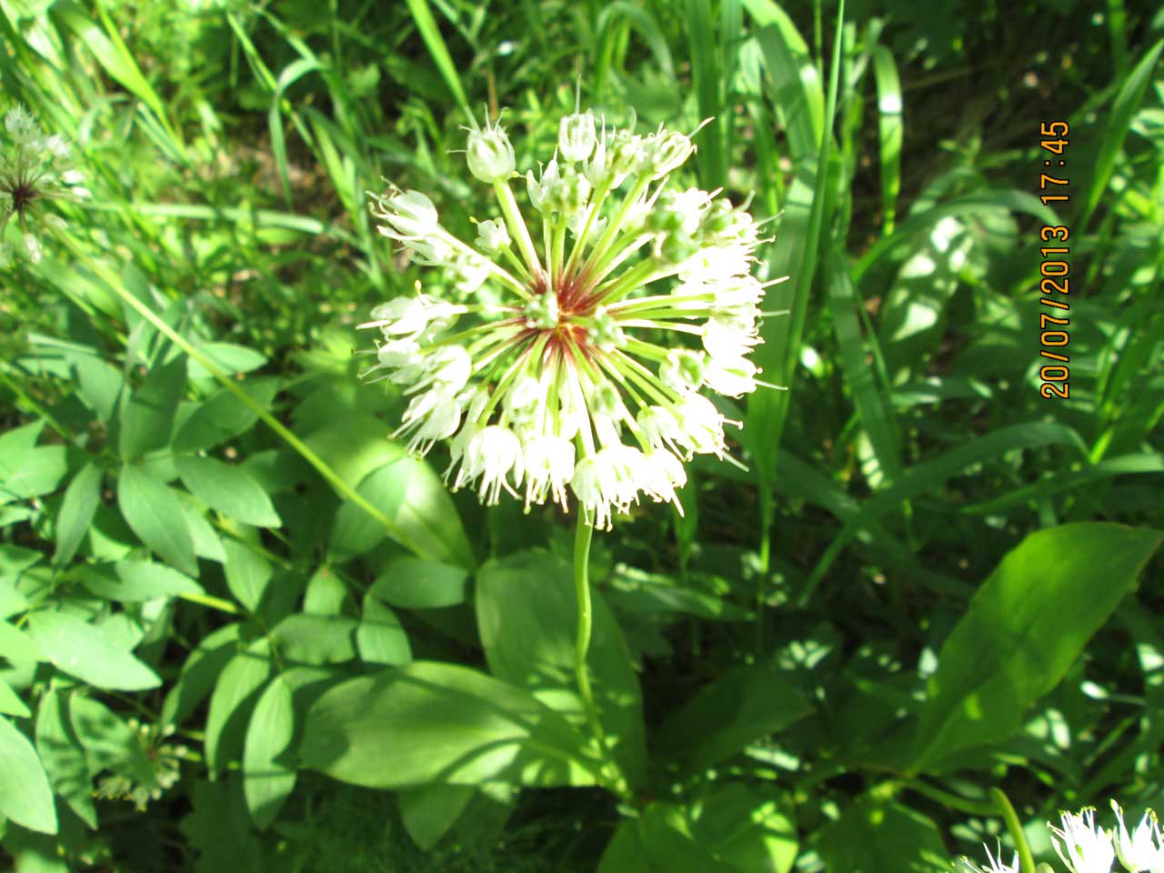 ��� ���������� (�������).