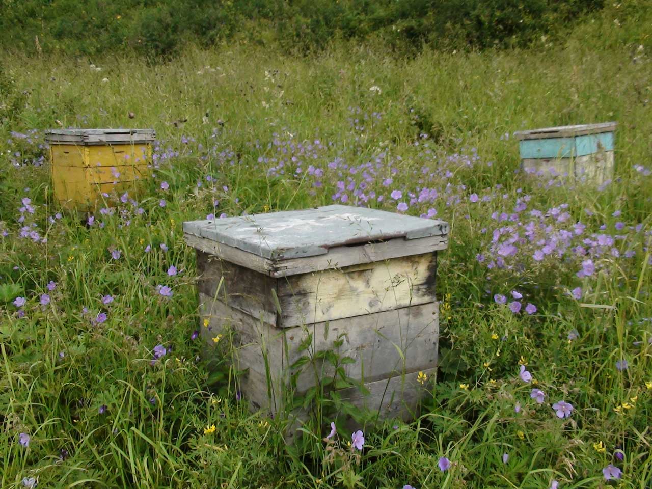 ������ �������.