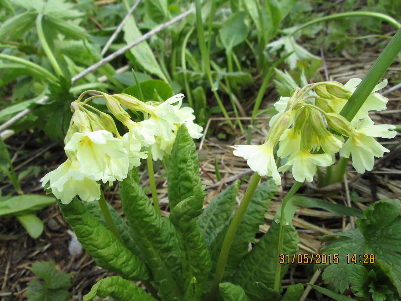 ������� ������� - ���������