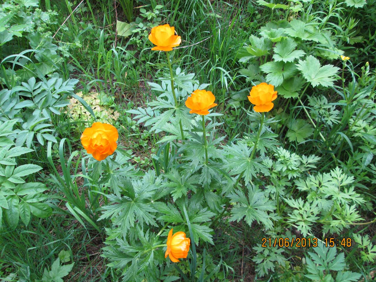 ���������� ���������.