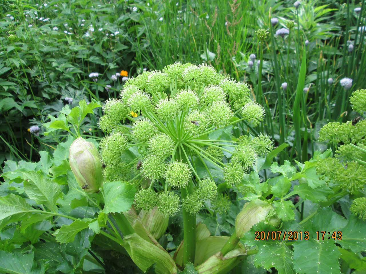 ������ ���������.