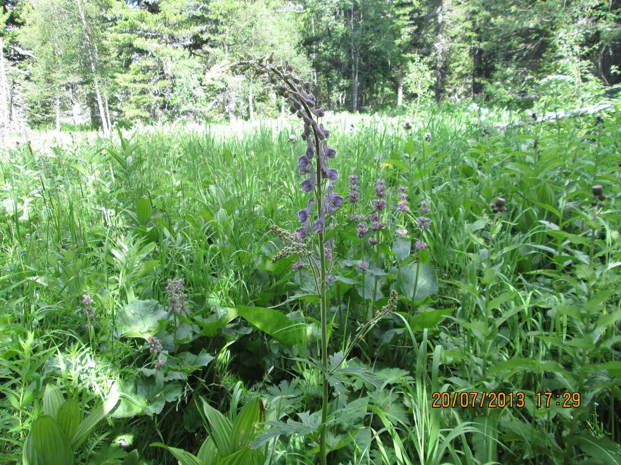 ����� �������.