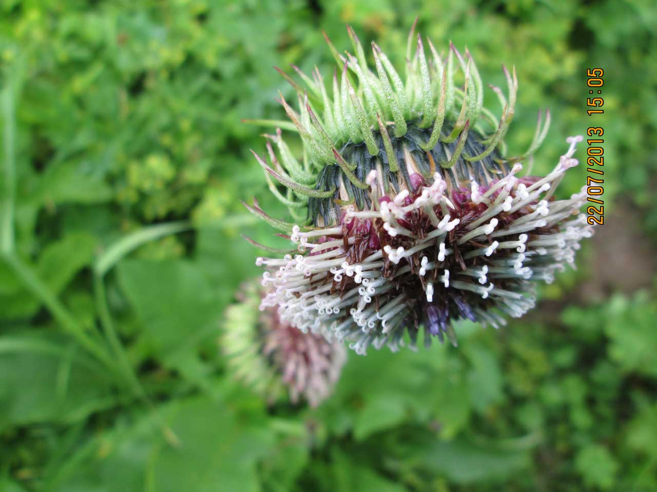 �������� �������.