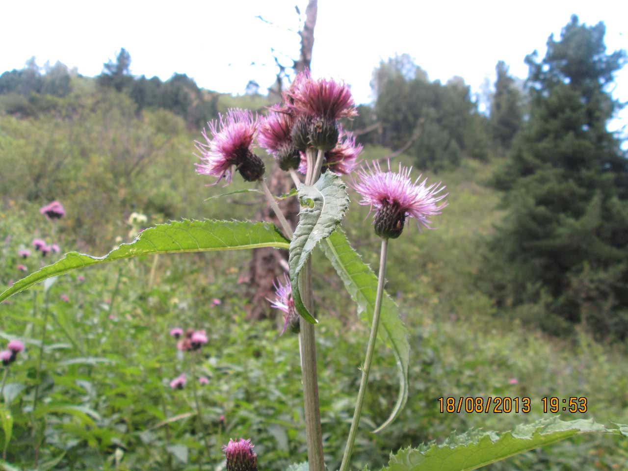 ����� ������������.