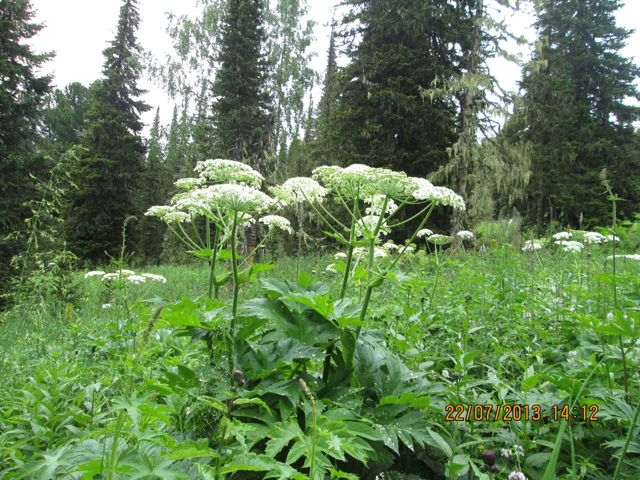 �������� �����������.