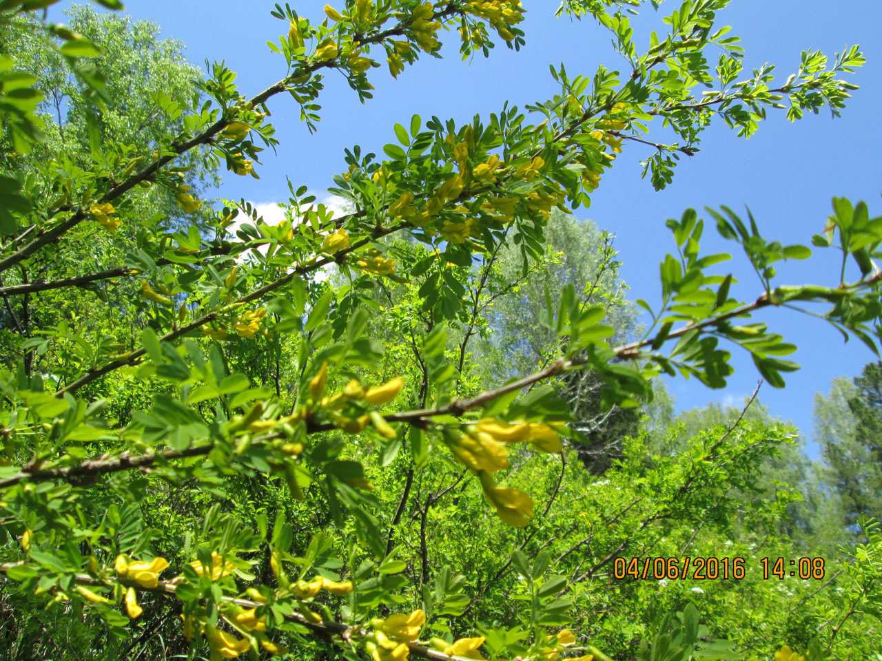 ������ ������.