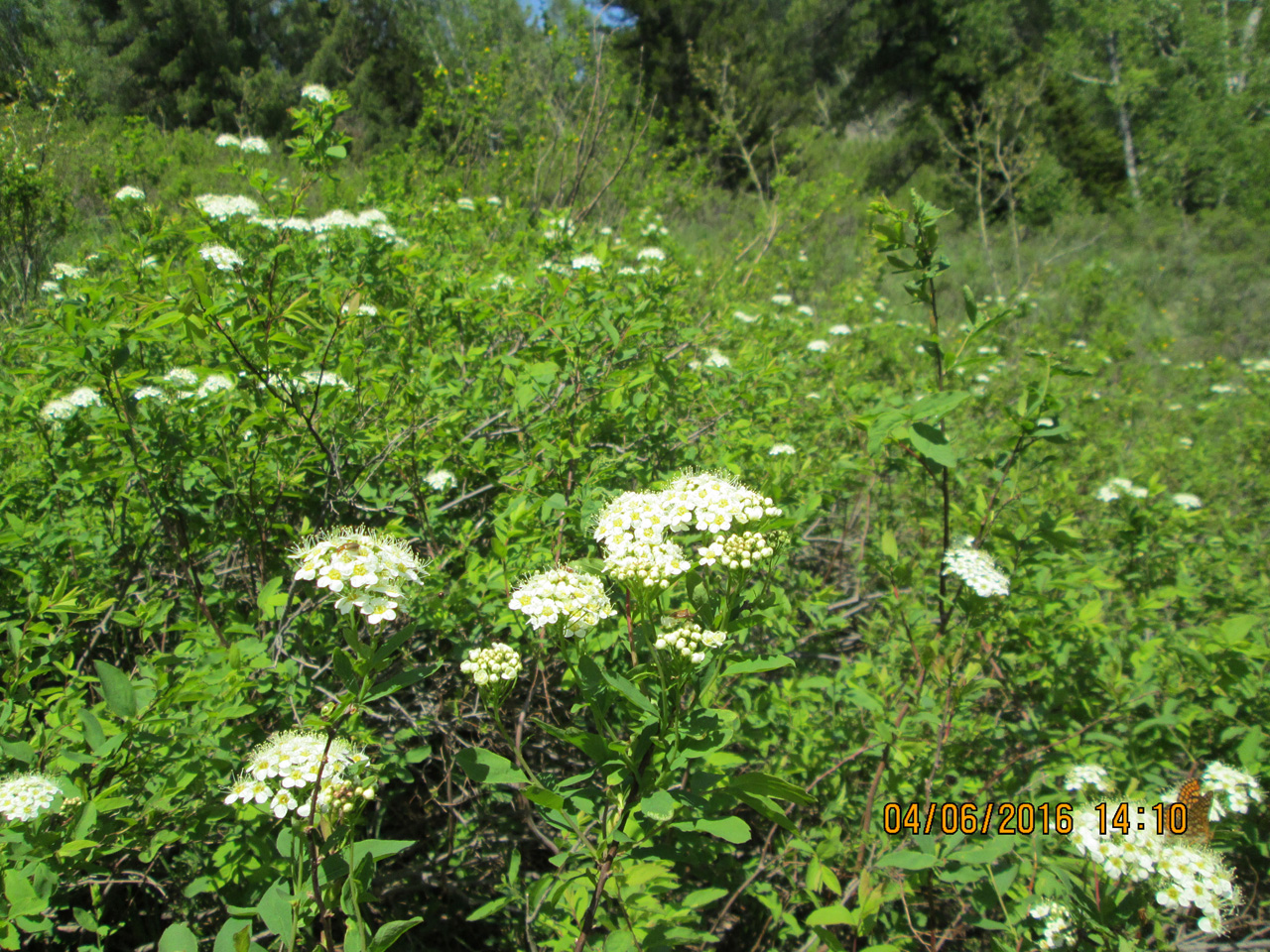 ������ �������.