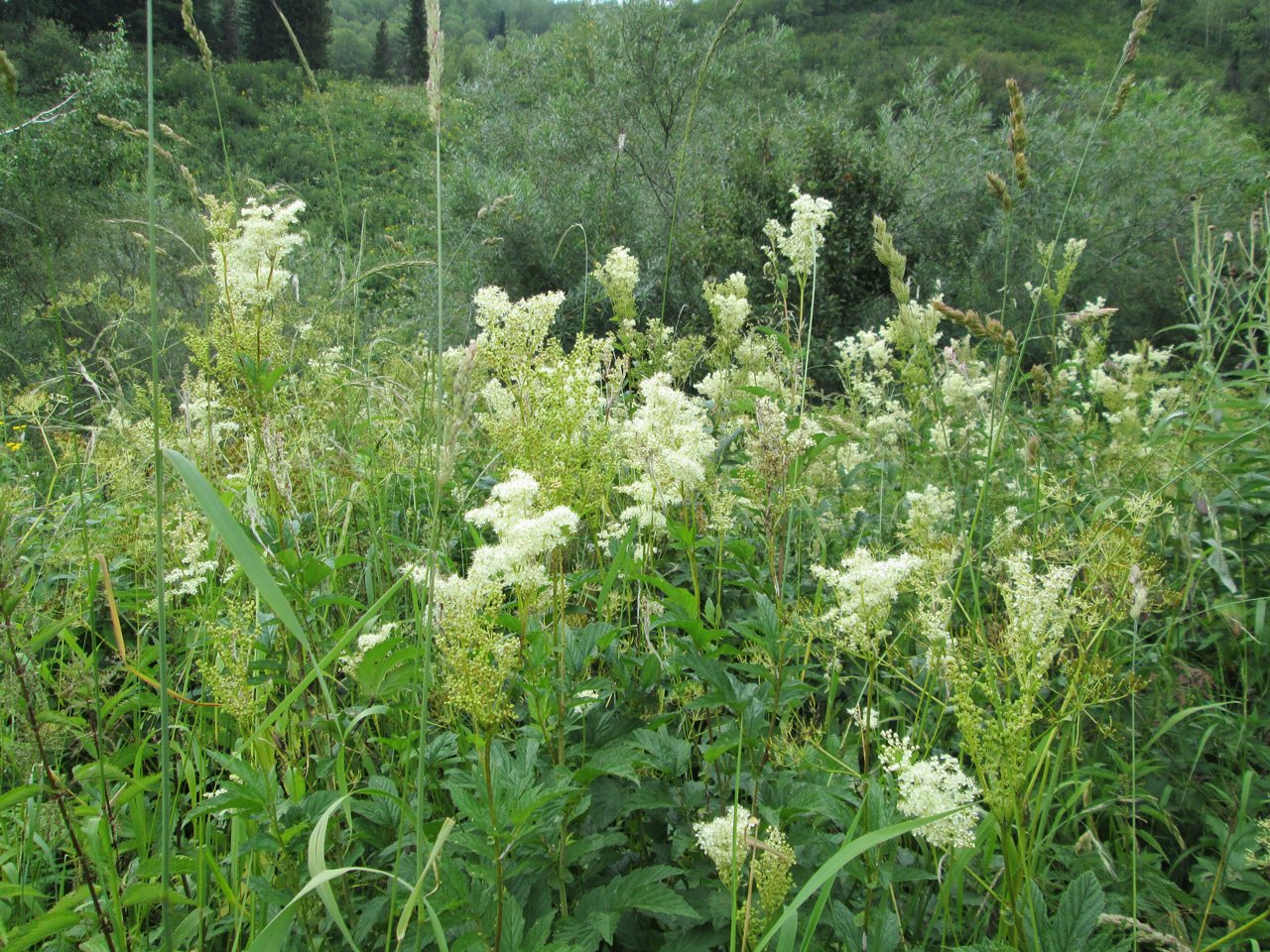 �������� �����������.